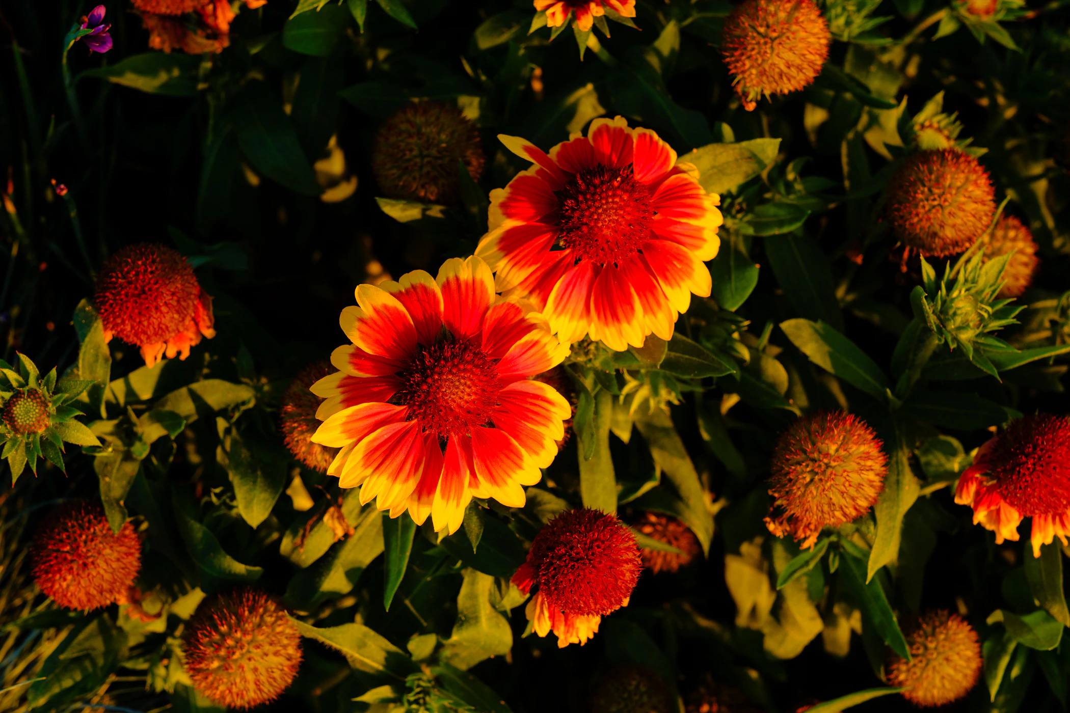 Flowers in the sunlight