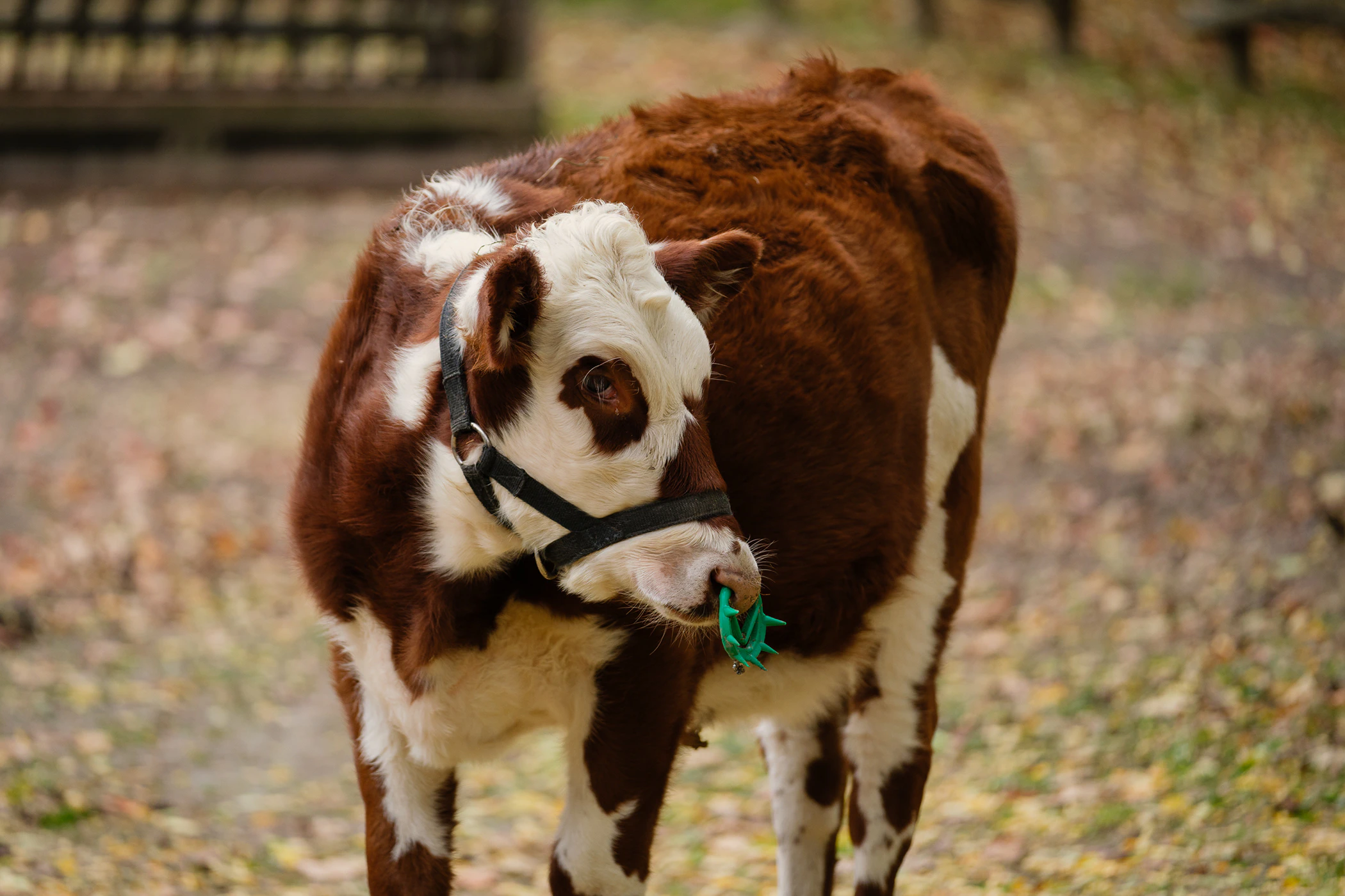 Photowalk through Toronto's Riverdale Farm. Calf with green nose ring. 