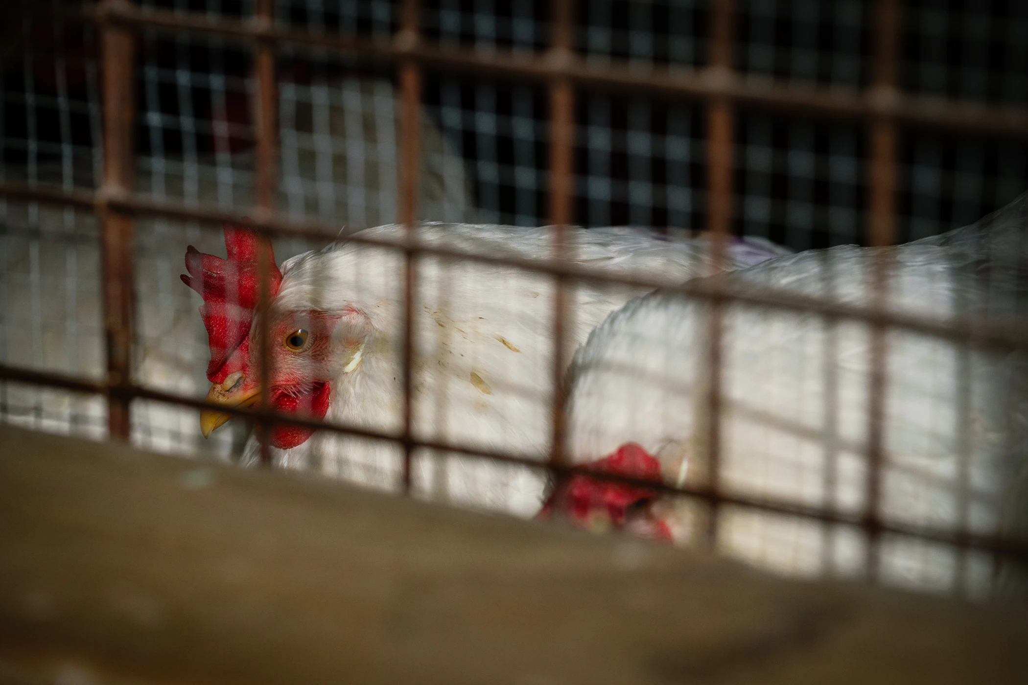 Photowalk through Toronto's Riverdale Farm. Hens in the chicken coop. 
