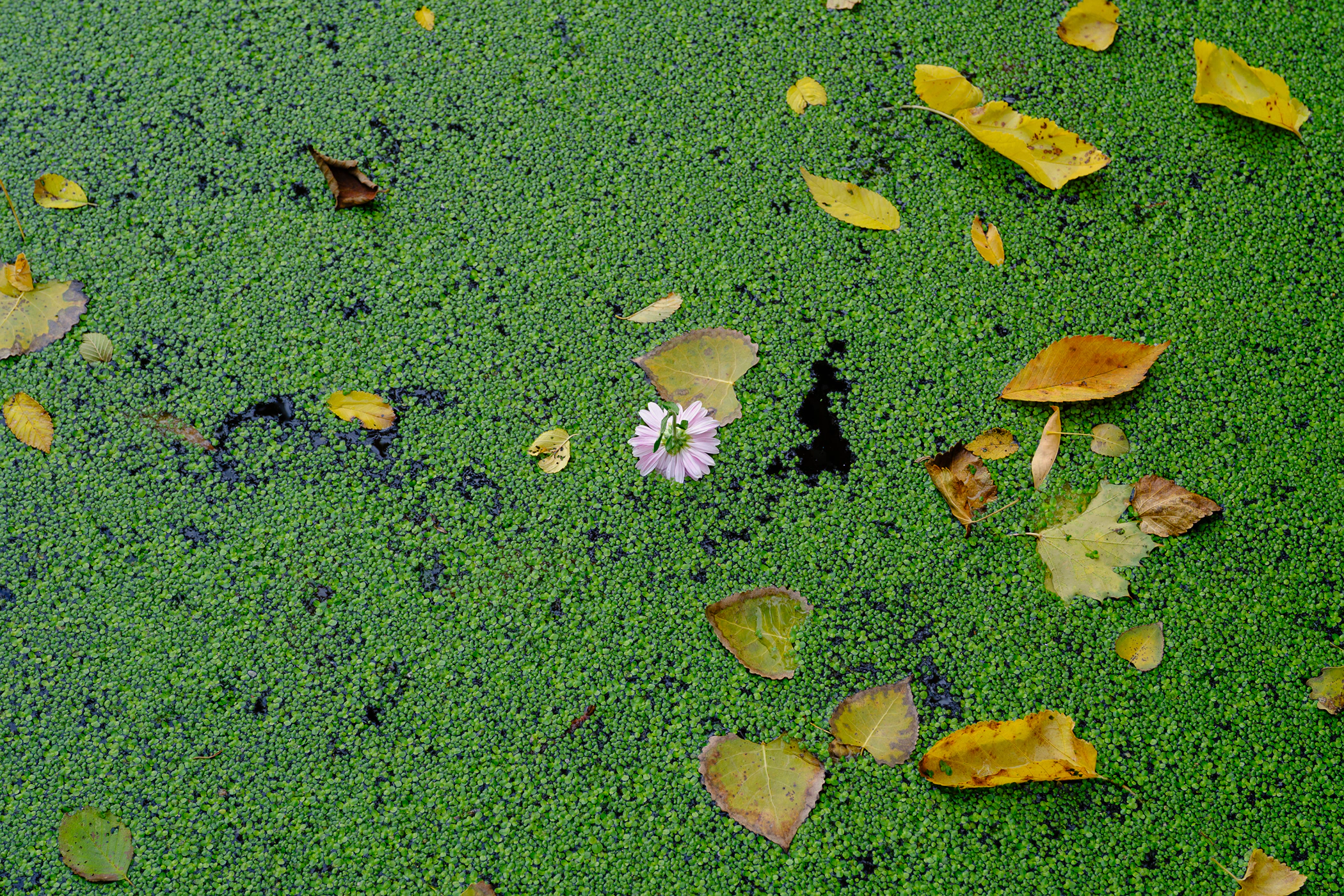 Photowalk through Toronto's Riverdale Farm. Small flower in a scummy pond.